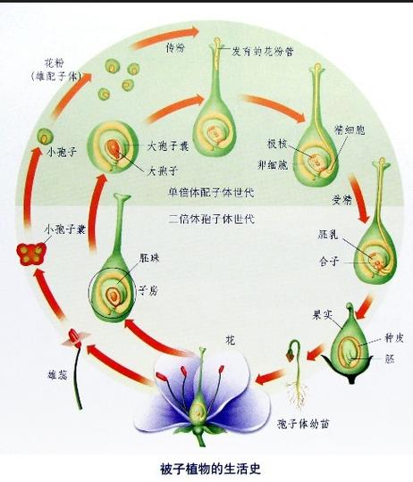 第一株植物是如何形成的?