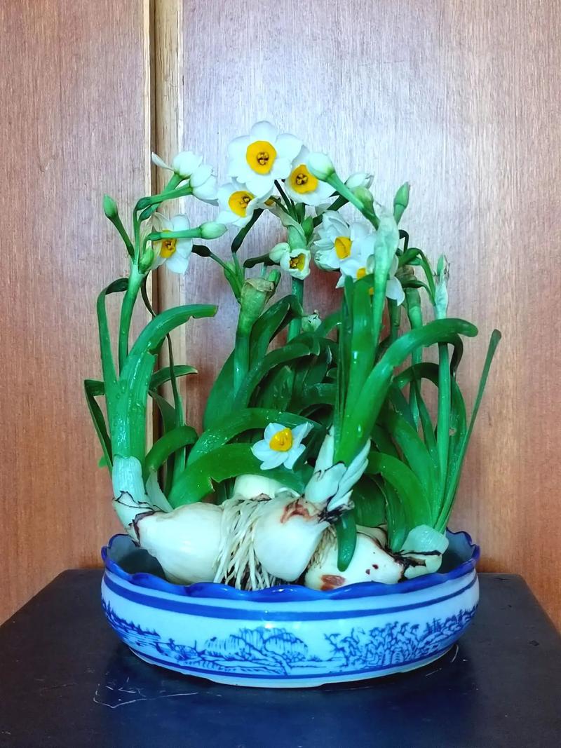 水仙花夏天怎么养,做好保存/浇水/不施肥成功养好水仙花