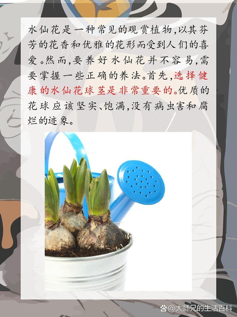 水仙花正确养法