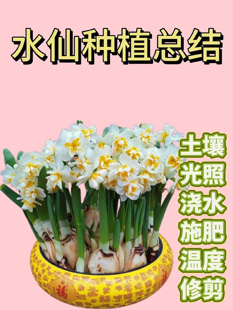 水仙花怎么养殖方法和注意事项