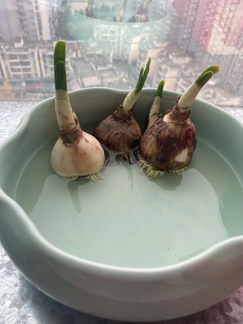 水仙花怎么养