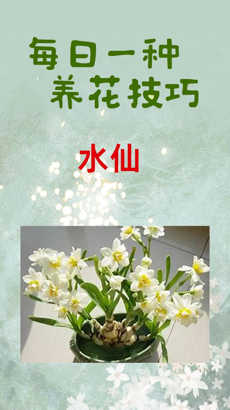 室内可以放水仙花吗家里怎么养?