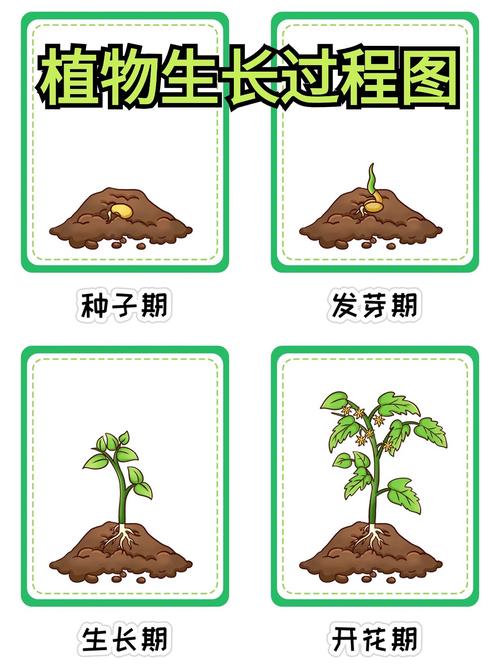 一棵树从种子到长大要经过哪些阶段?