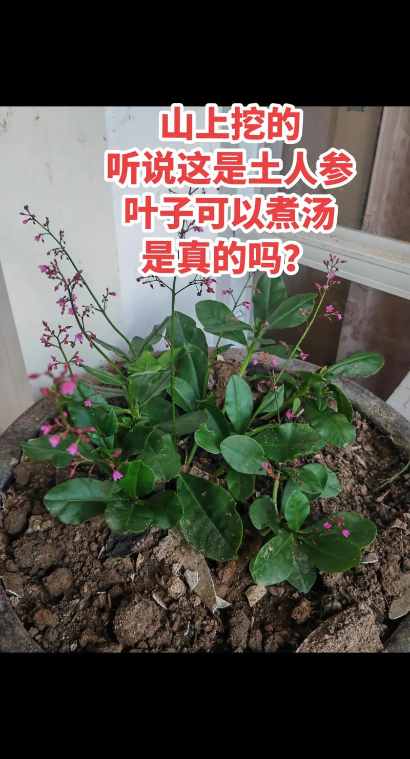 土人参如何栽培