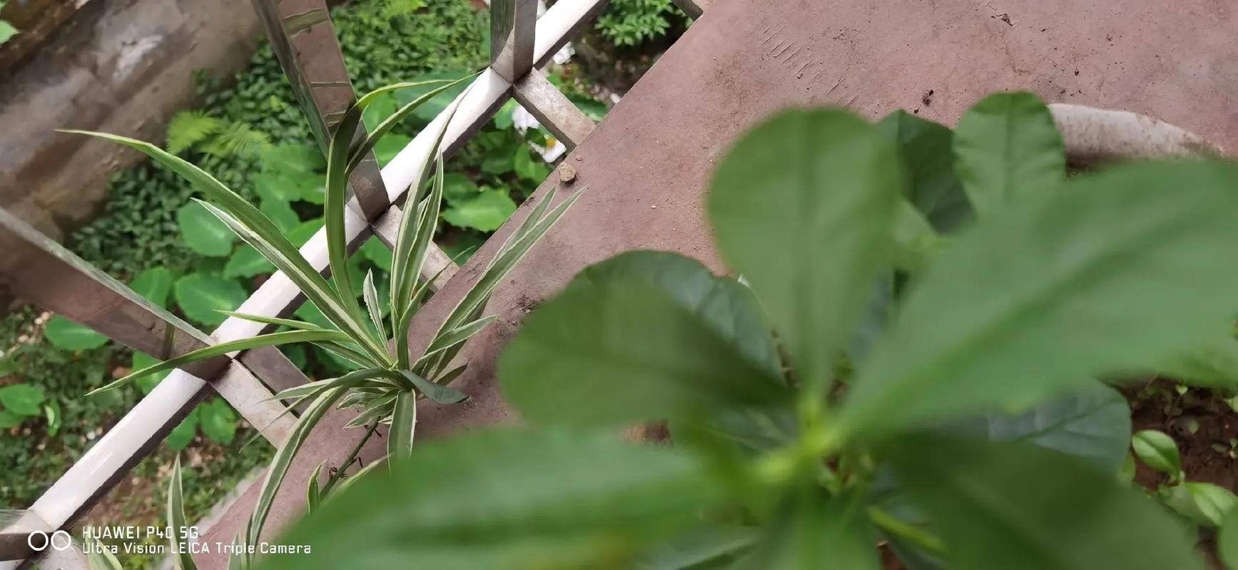 土人参栽培技术