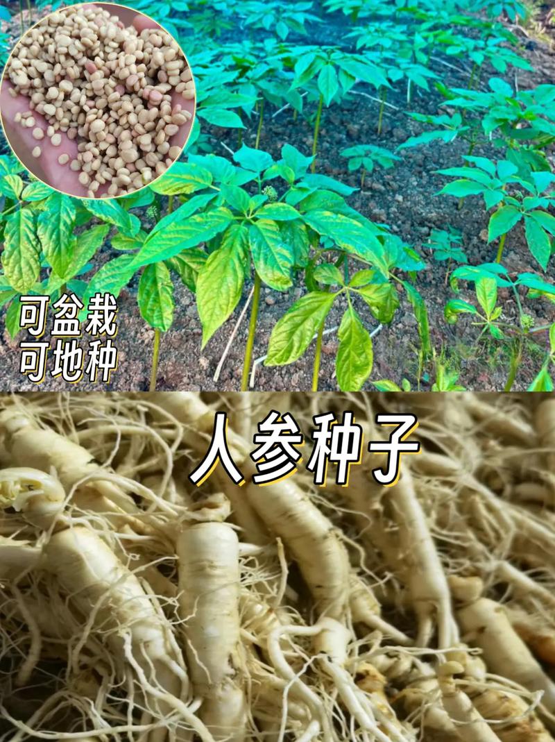 人参怎么种植?