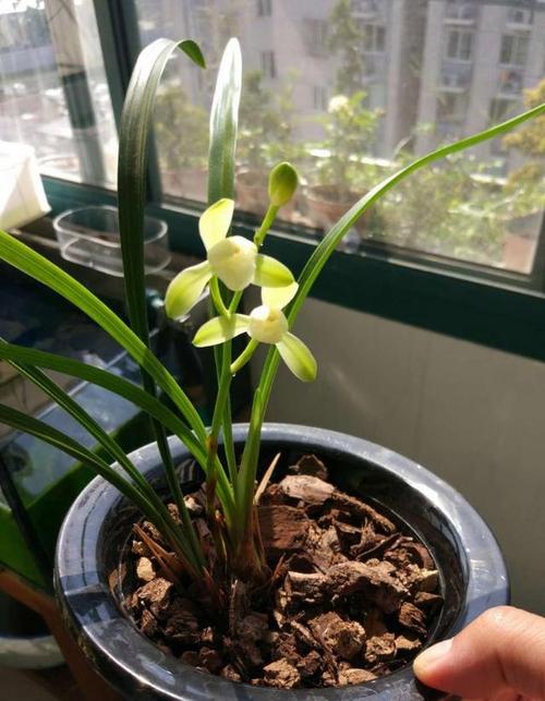 兰花的香味有毒吗?