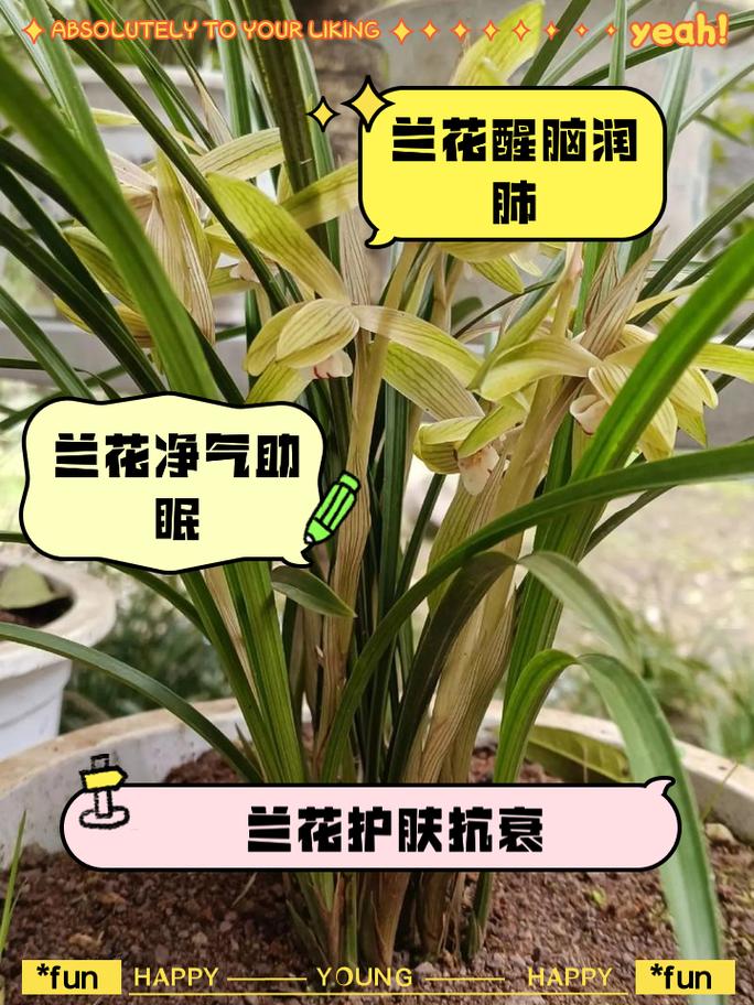 兰花的香味对人体有毒有害吗?