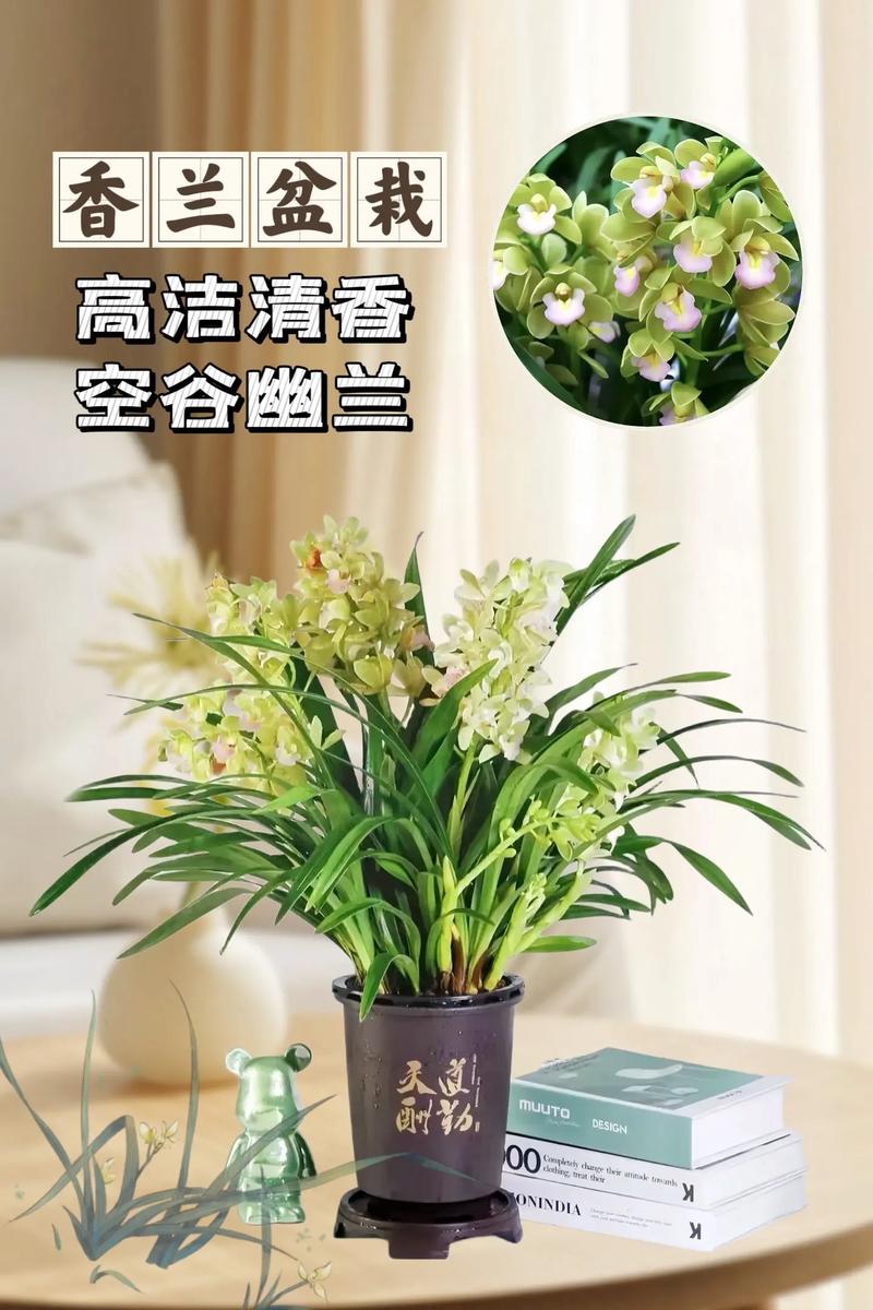 兰花的芳香对人体有害吗?