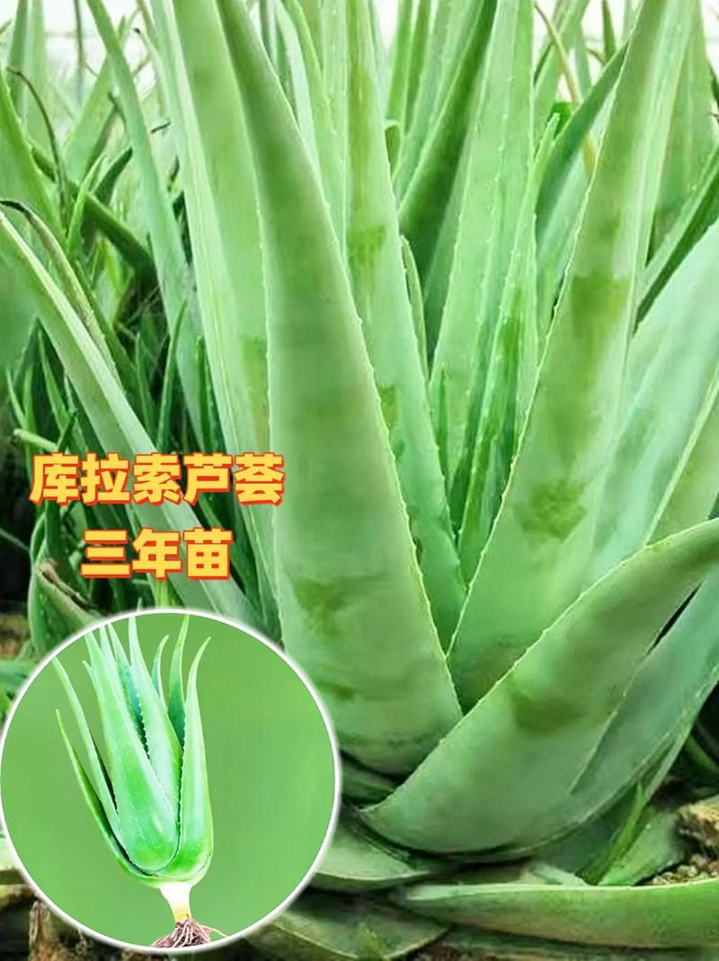 芦荟被她一刀两断后砸了一个娃盆都装不下了!