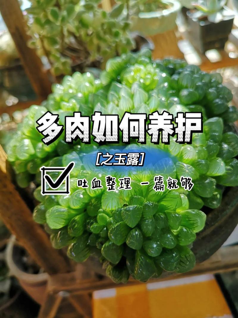 玉露徒长了怎么办