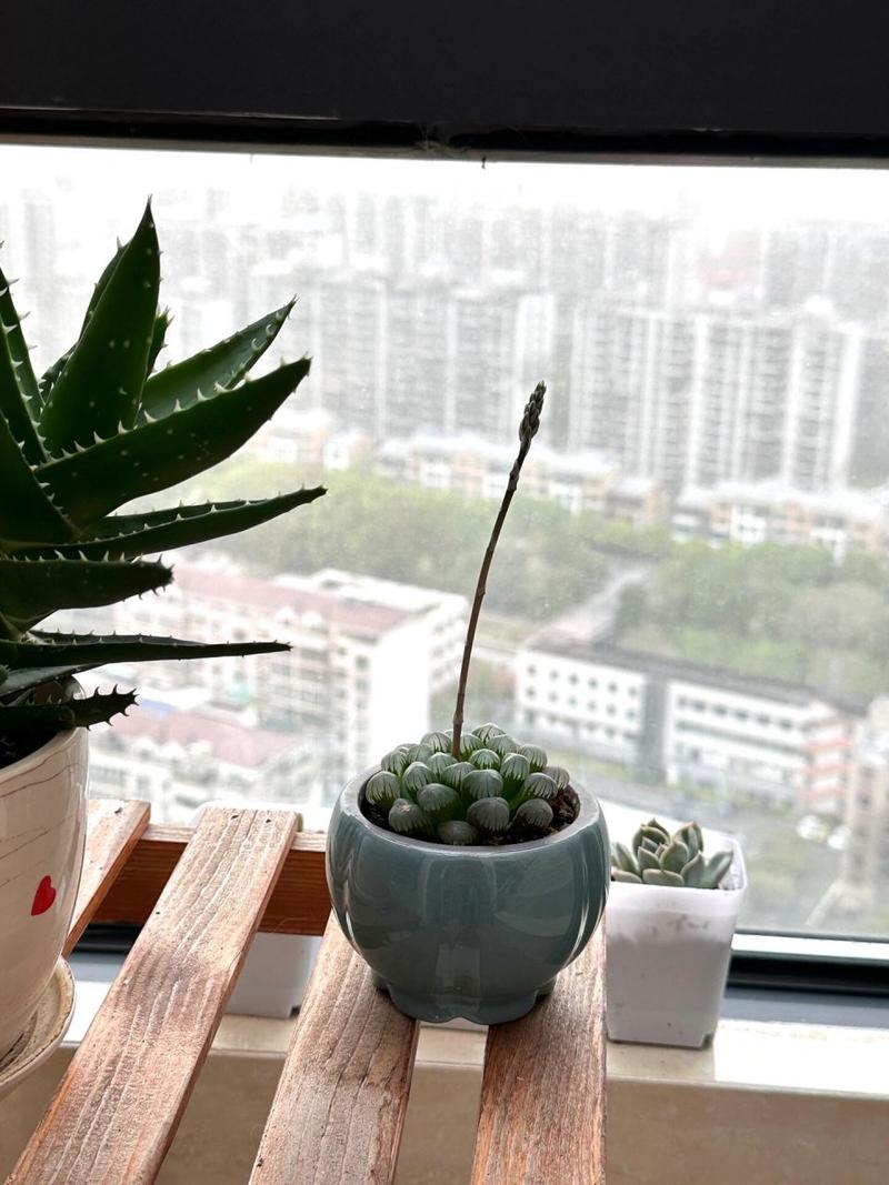 玉露徒长了怎么办,可以切头吗
