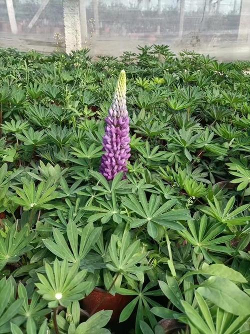 鲁冰花的病害及防治方法