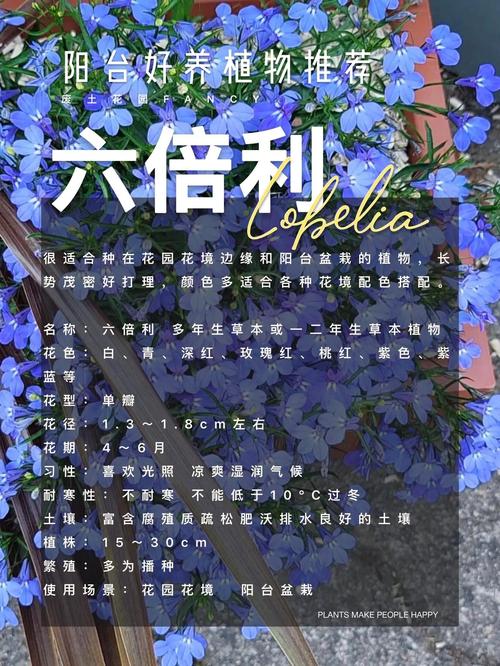 新买的六倍利怎么养