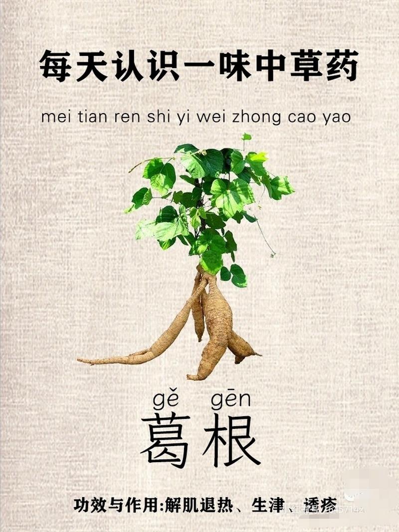 【葛根】每天认识一味中药