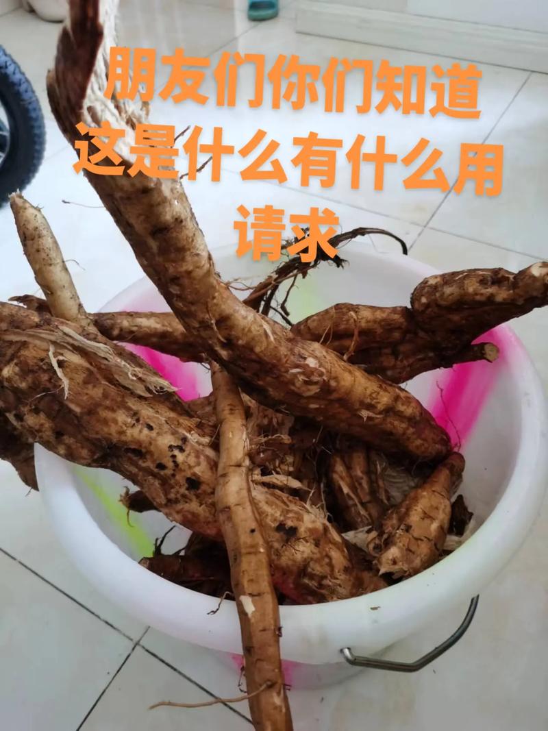 葛条根和葛根是一样的吗?葛条根有什么功能?