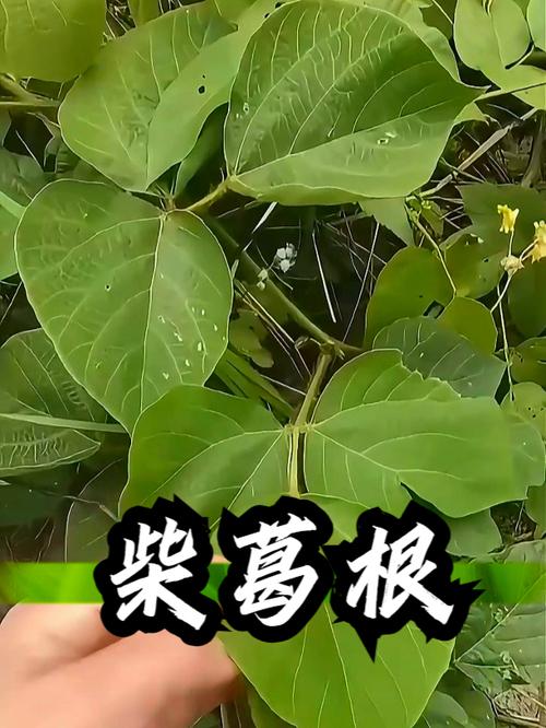 葛根的别名叫什么