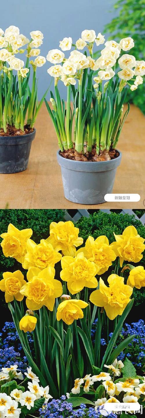洋水仙南方能种植吗,怎么种植