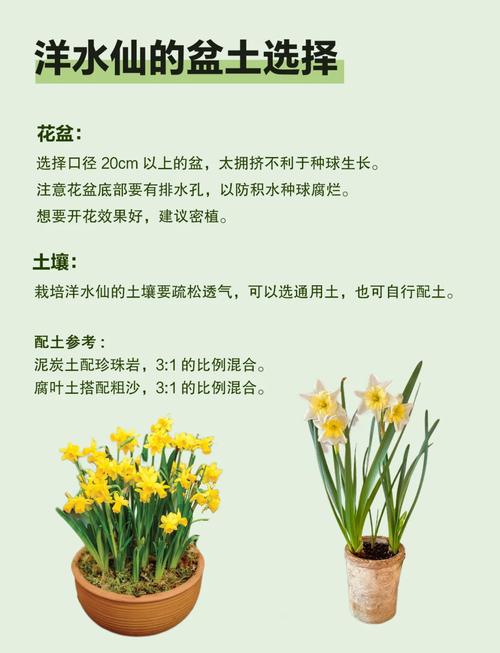洋水仙南方能种植吗