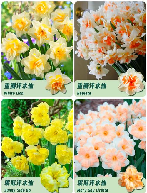 洋水仙什么时候种植