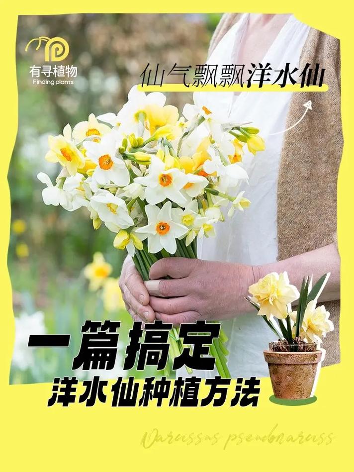 洋水仙栽培技术