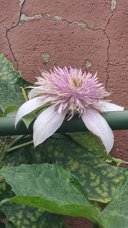 为什么铁线莲不开花
