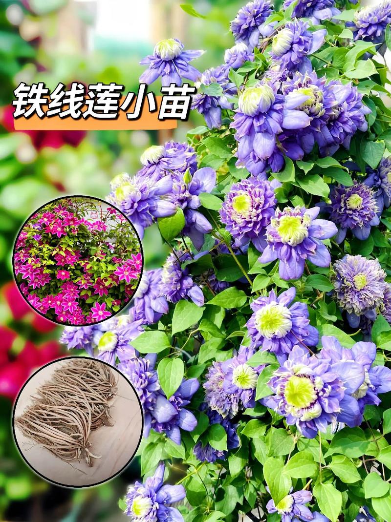 铁线莲只长藤不开花是怎么回事