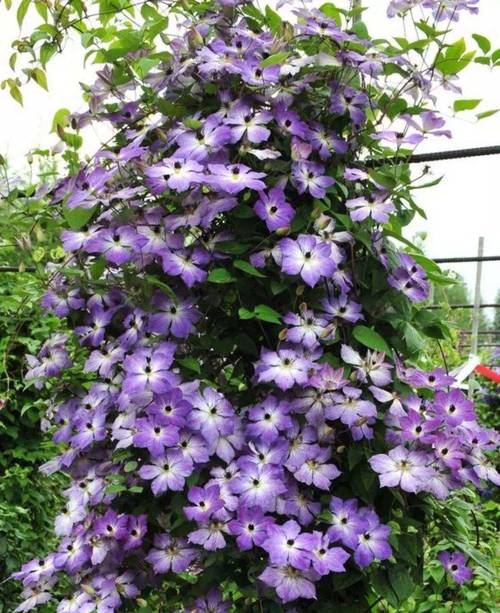 铁线莲为什么不开花?