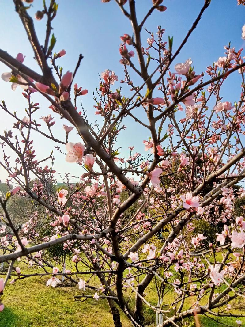 桃花什么时候开，桃花图片，桃花什么时候开呀