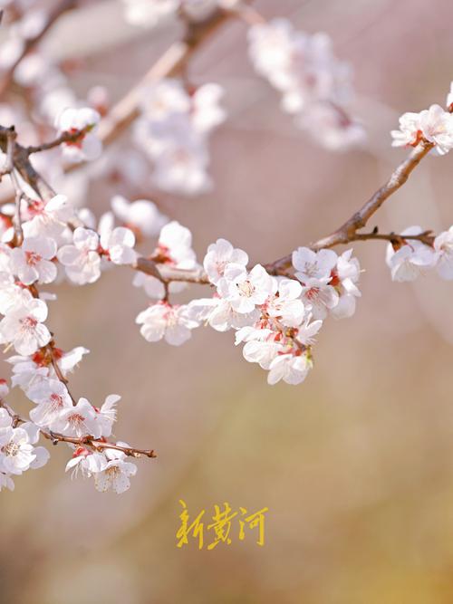 桃花什么时候开桃花图