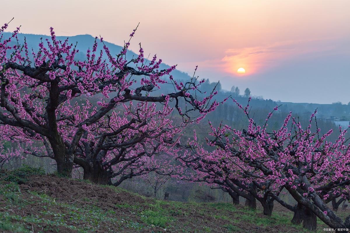 桃花什么时候开,桃花图片