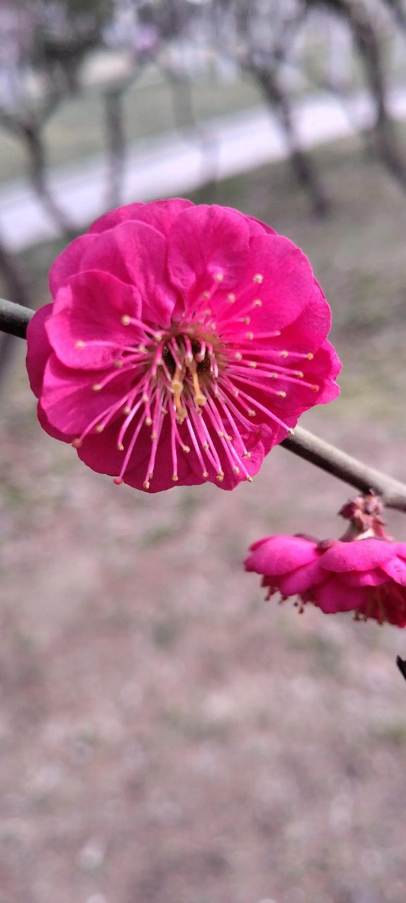 桃花是哪个季节开的花