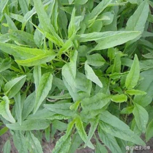 什么是苋菜?