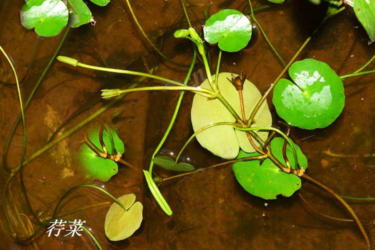 荇菜怎样种植