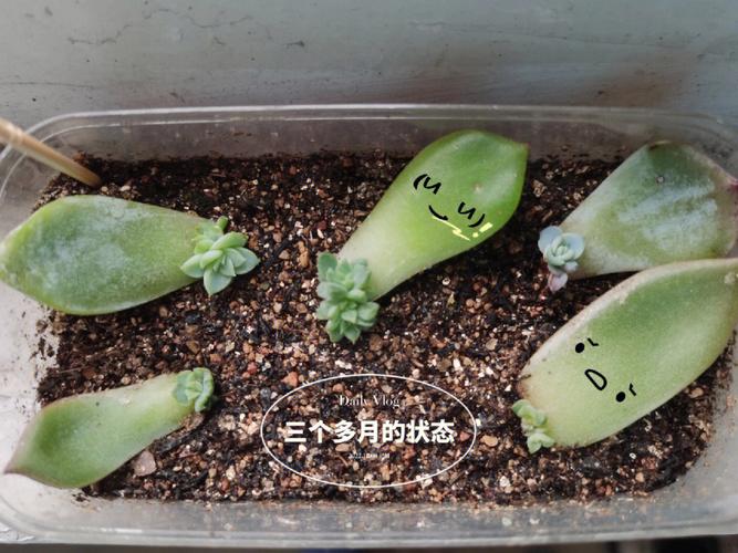 多肉叶插苗移盆步骤