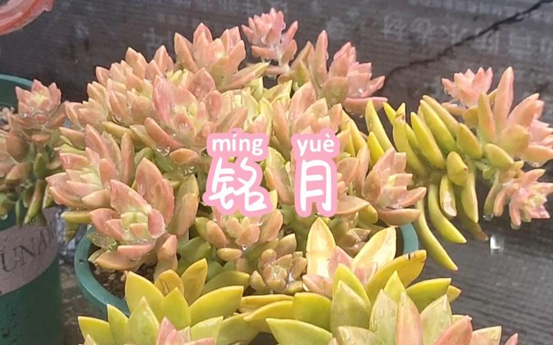 怎么区别黄丽和铭月