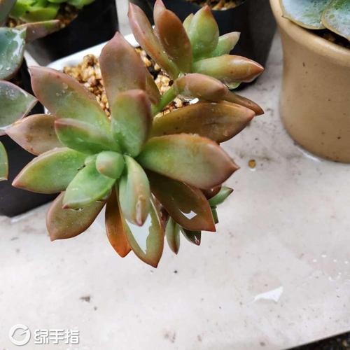 铭月的繁殖方式有哪些