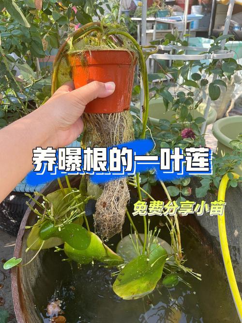 密叶莲的养殖方法:少点水或循序渐进给水