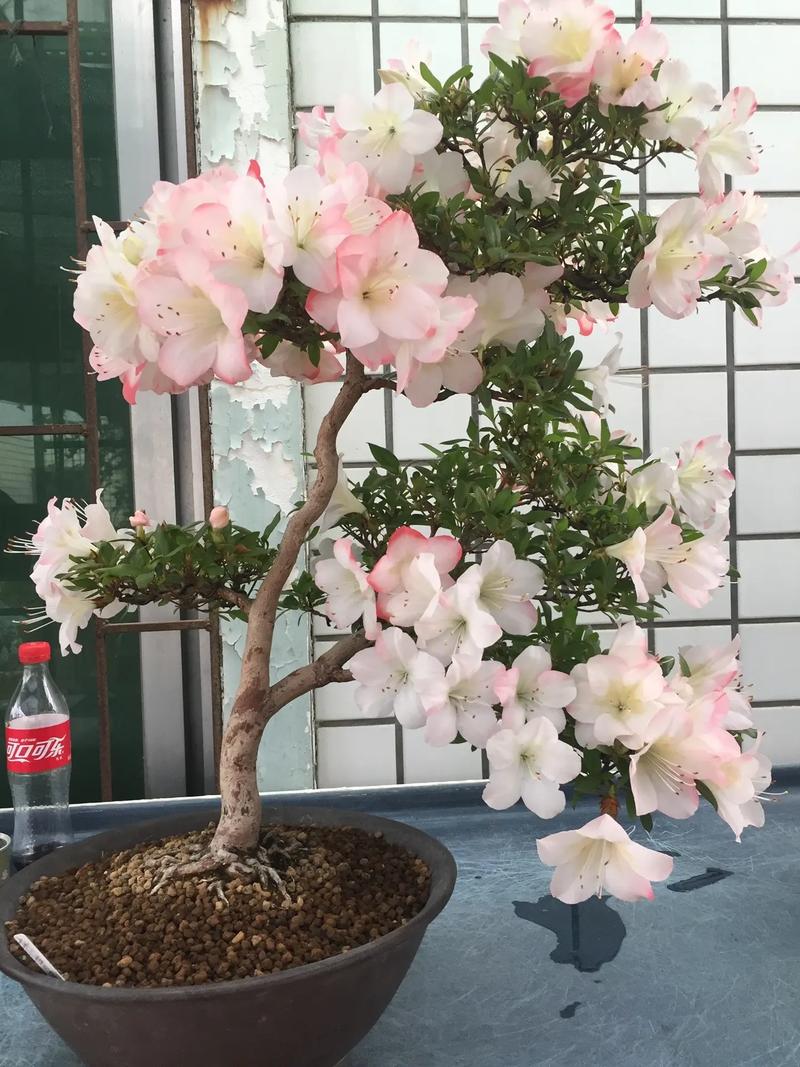 杜鹃花一般几月份开花杜鹃花开花的月份