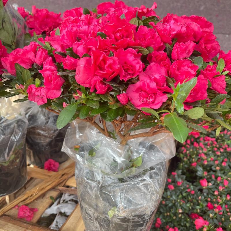 盆栽杜鹃花一年开几次花