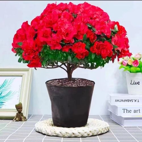 杜鹃花什么时候开花什么时候结束