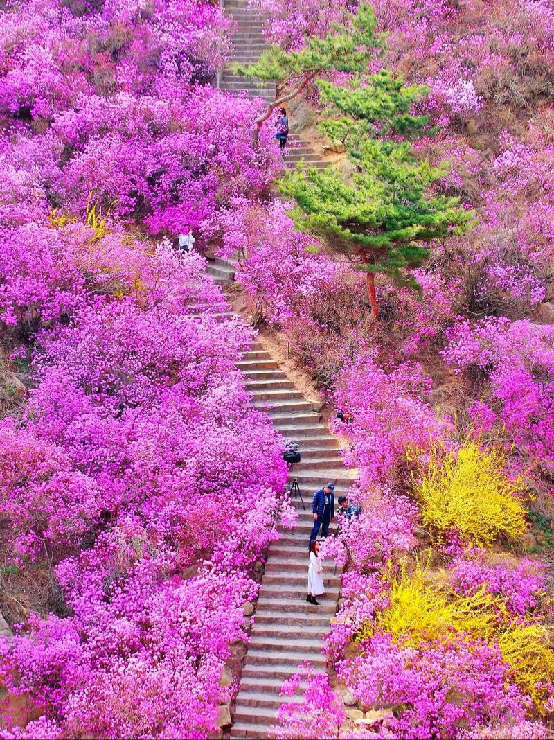 杜鹃花什么时候开?