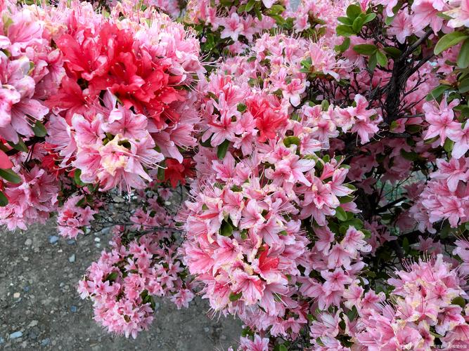 杜鹃花什么时候开花一般一年开几次