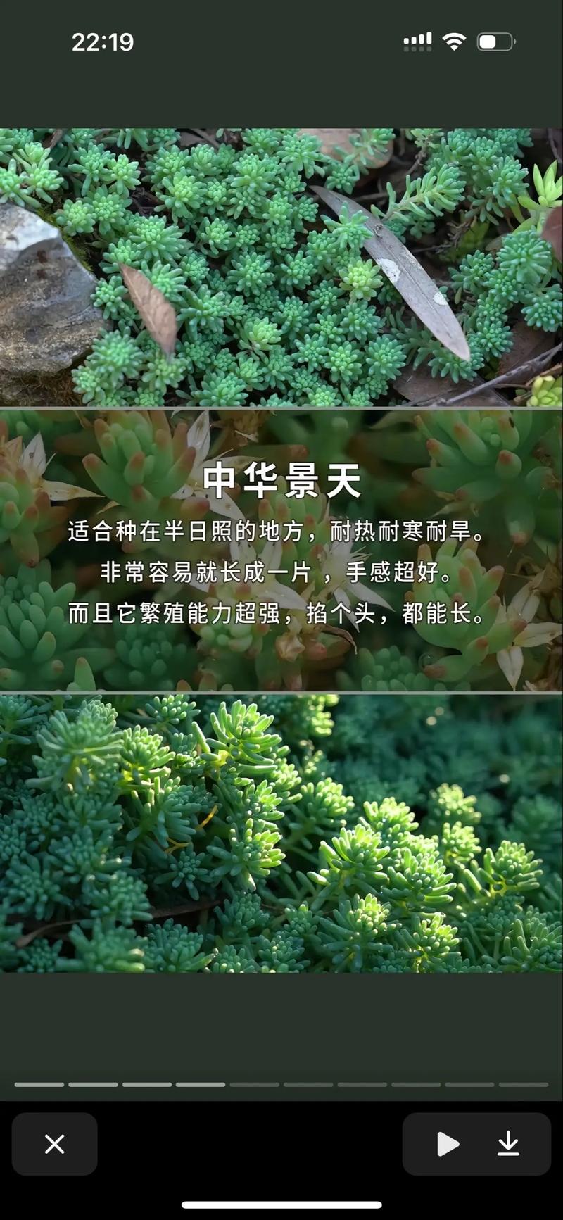 薄雪万年草的养殖方法和注意事项