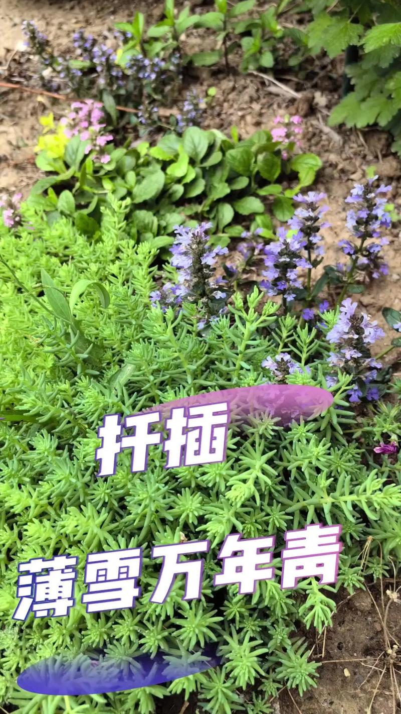 薄雪万年草适合露养吗,生命力极强可露天养