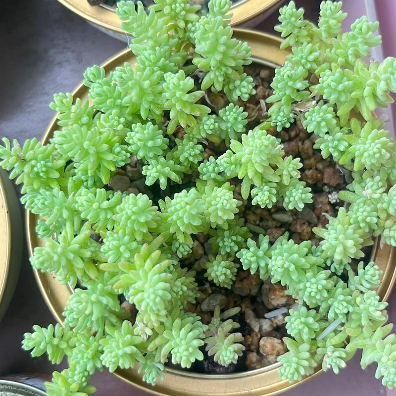 薄雪万年草冬天怎么养殖