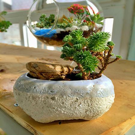 薄雪万年草的养殖方法和注意事项,枝叶过长要砍头繁殖