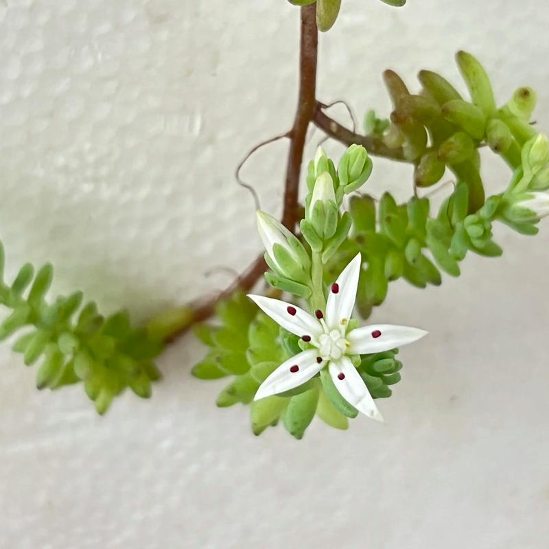 薄雪万年草怎么过冬