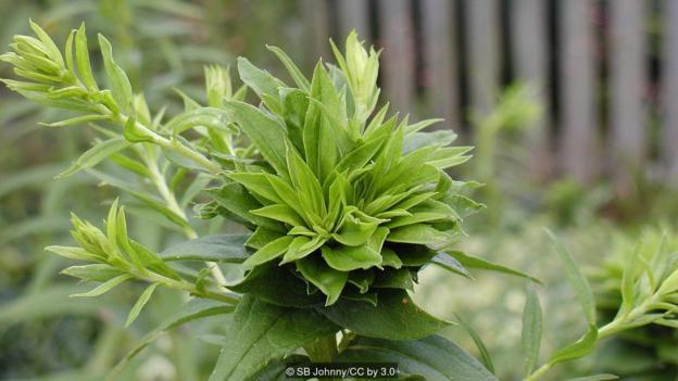 翠菊黄化病是什么?