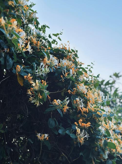 金银花夏天怎么养